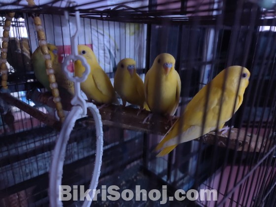 বাজরিগর লুটিনো (২ মাস বয়সী)